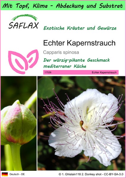 SAFLAX Garden to go - Echter Kapernstrauch - Capparis spinosa - 25 Samen - Mit Topf, Klima - Deckel und Anzuchtsubstrat