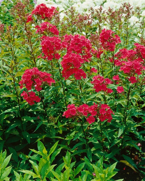 Phlox paniculata 'Starfire', Flammenblume, leuchtend rot, ca. 11x11 cm Topf