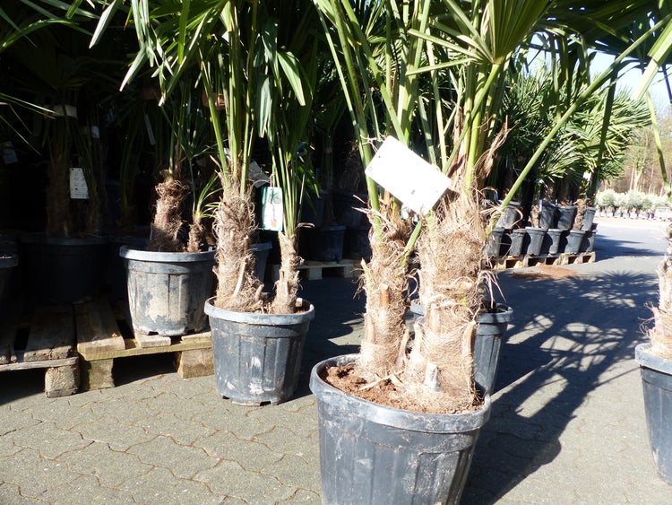 Trachycarpus fortunei Gruppe 150 - 170 cm Palme Hanfpalme, winterhart bis -18°C