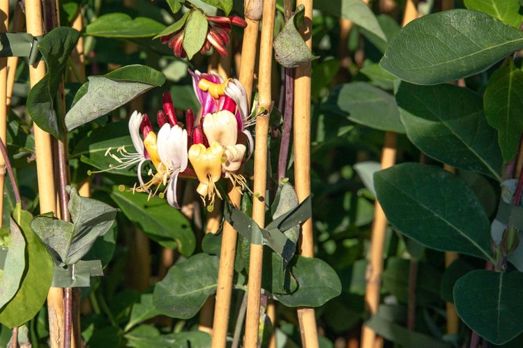 Lonicera brownii 'Dropmore Scarlet', Geißblatt, scharlachrot, 40–60 cm