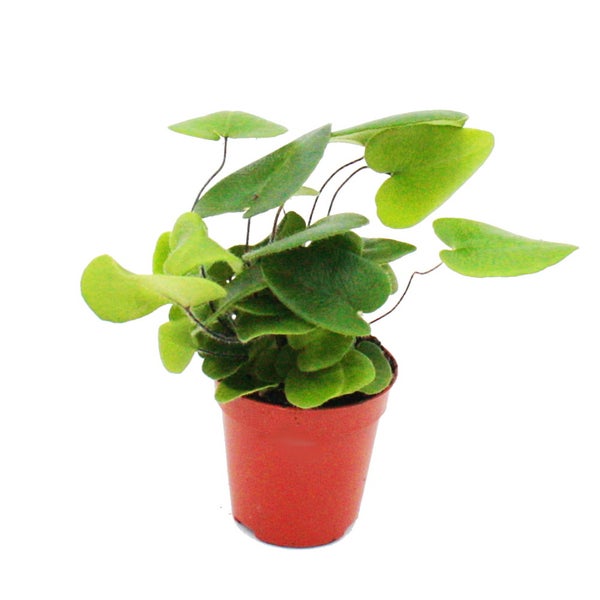 Mini-Pflanze Hemionitis arifolia Herzfarn Ideal für kleine Schalen und Gläser Baby-Plant im 5,5cm Topf