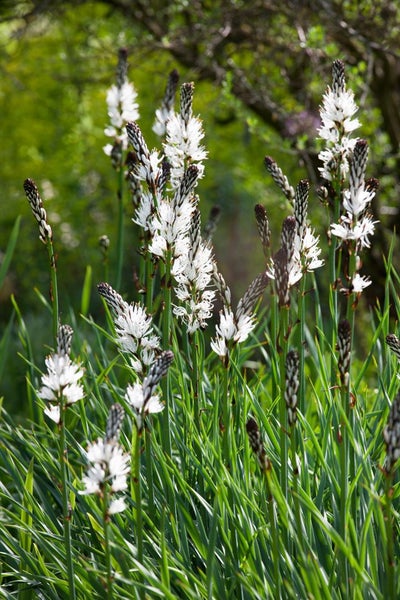 Nahaufnahme von Affodill Blumen in einem Garten.