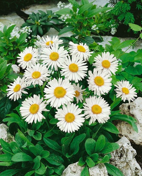 Aster alpinus 'Albus', Alpenaster, weiß, ca. 9x9 cm Topf