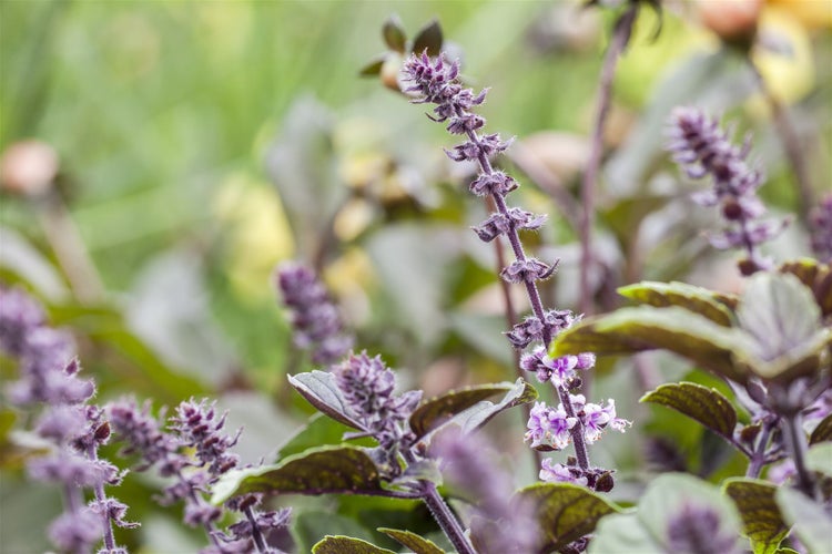 Afrikanisches Basilikum mit Blättern und Blüten