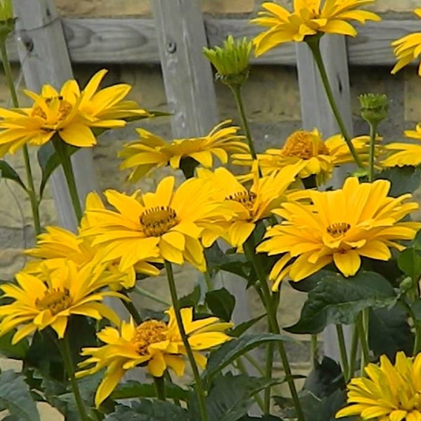 Gruppe von gelben Rudbeckia Pflanzen im Garten.