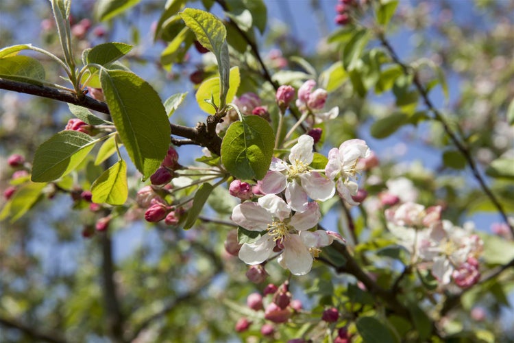 Nahaufnahme eines Apfelbaums in voller Blüte mit grünen Blättern und zarten Blütenknospen unter einem klaren blauen Himmel.
