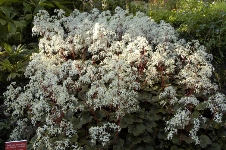 Saxifraga cortusifolia var. fortunei 'Rubrifolia', Purpur-Steinbrech, ca. 9x9 cm Topf