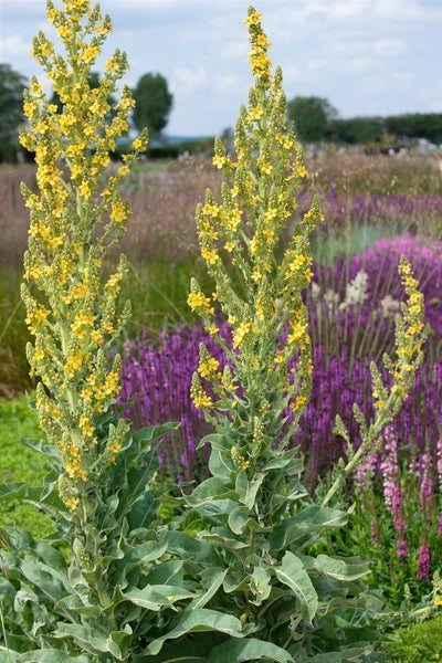 Nahaufnahme von Königskerzen mit gelben Blüten in einem Garten.