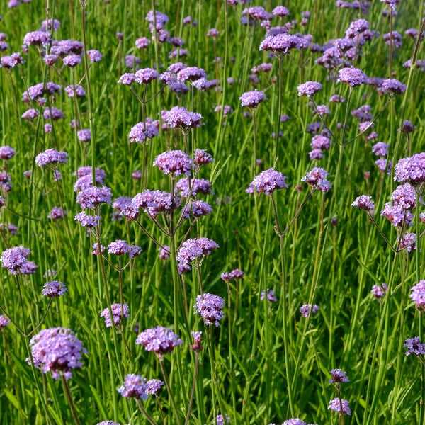Igelhaus aus Holz mit Dachpappe
