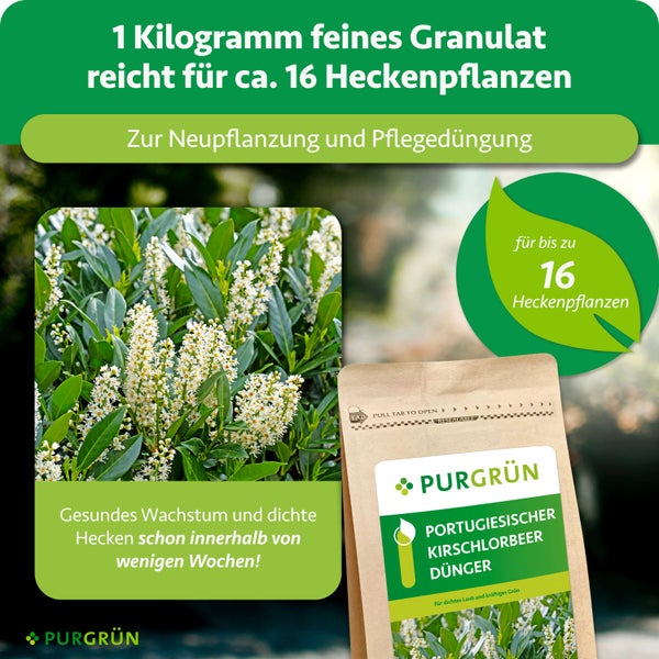Purgrün Portugiesischer Kirschlorbeer Dünger, 1 Kilogramm feines Granulat für circa 16 Heckenpflanzen zur Neupflanzung und Pflegedüngung. Purgrün Logo.