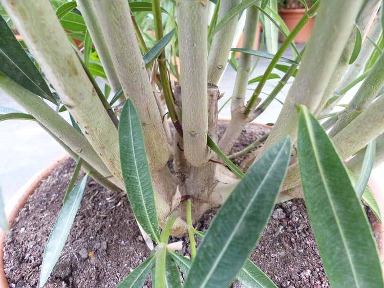 XXL Oleander 150-160 cm Busch Nerium Rosenlorbeer,  rot oder weiß