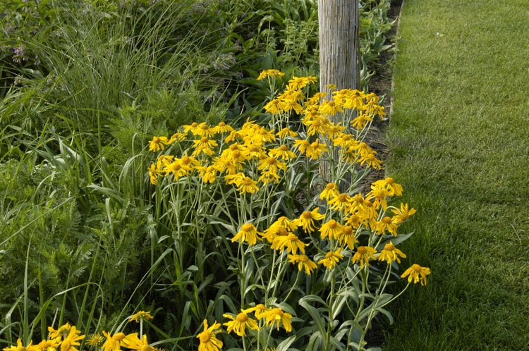 Helenium hoopesii, Sonnenbraut, leuchtend gelb, ca. 9x9 cm Topf