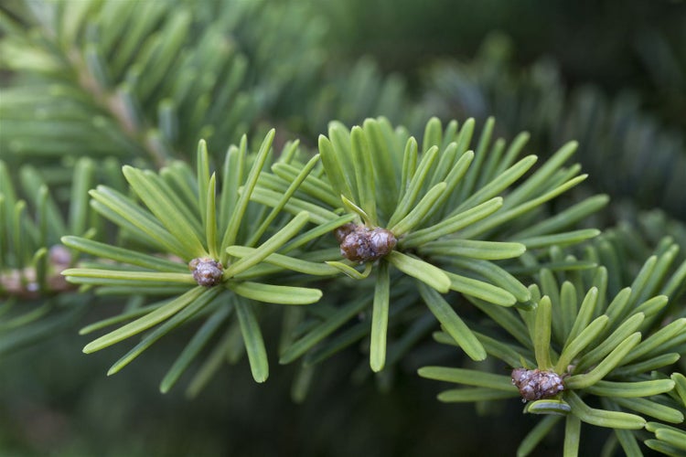 Abies balsamea 'Nana', Balsam-Tanne, kompakt, 20–25 cm