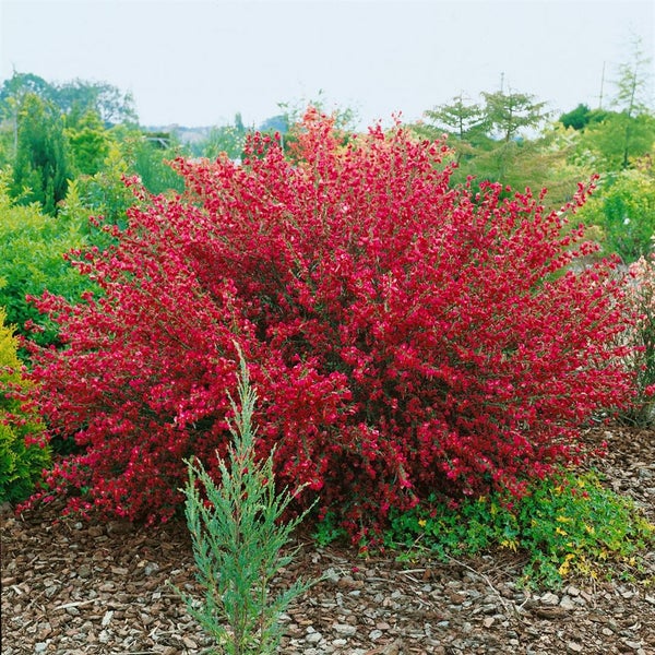 Cytisus scoparius 'Boskoop Ruby', Besenginster, rubinrot, 30–40 cm