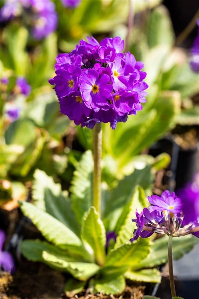 Primula denticulata 'Lilac', Kugelprimel, lila, ca. 9x9 cm Topf