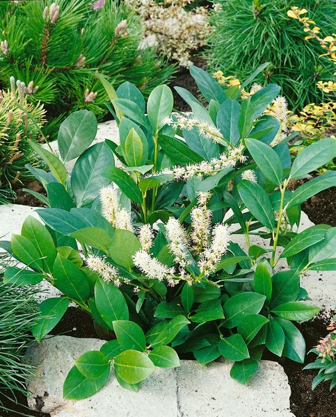 Prunus laurocerasus 'Mano', Kirschlorbeer, immergrün, 40–60 cm