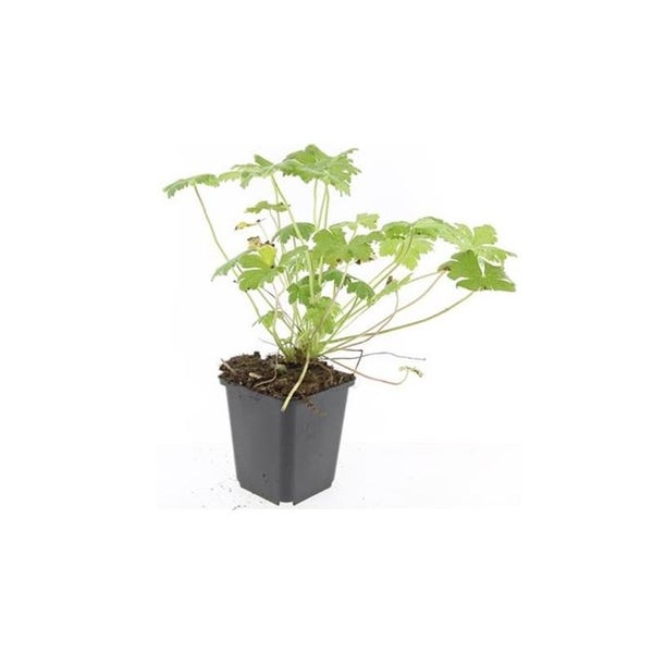 Bodendecker - Balkan-Storchschnabel - Geranium macrorrhizum 'Czakor' - 9cm Topf - Set mit 40 Pflanzen