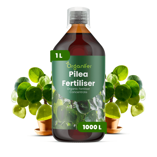 Organifer Pilea Dünger, organisches Düngerkonzentrat in der 1 Liter Flasche, Pilea-Pflanzen im Hintergrund.