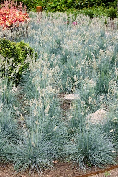 Feld mit Blauschwingelgras und Steinen im Garten