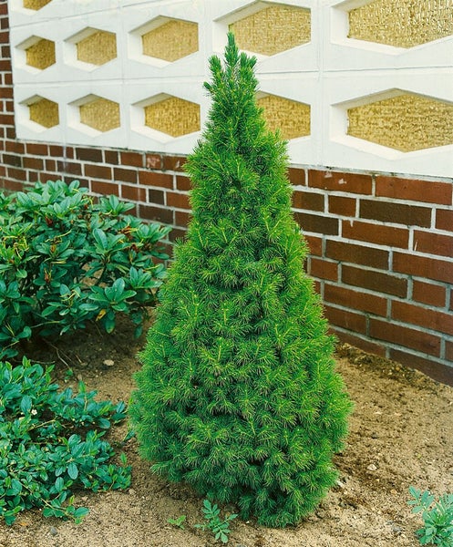 Picea glauca 'Conica', Zuckerhutfichte, kompakt, 40–50 cm