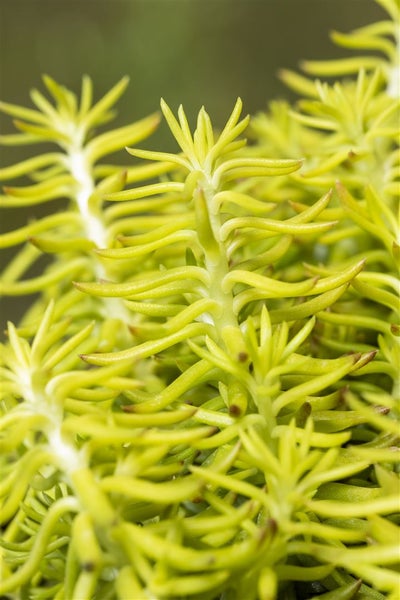 Sedum reflexum, Tripmadam, ca. 9x9 cm Topf, sukkulent