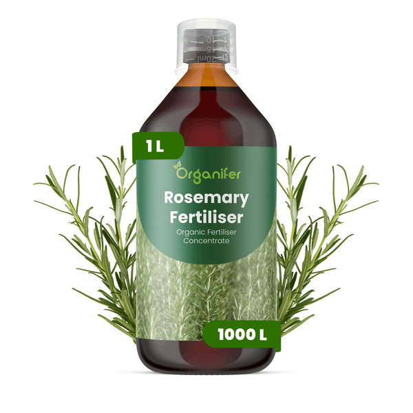 Organifer Rosmarindünger, ein Liter Flasche, organisches Düngerkonzentrat.