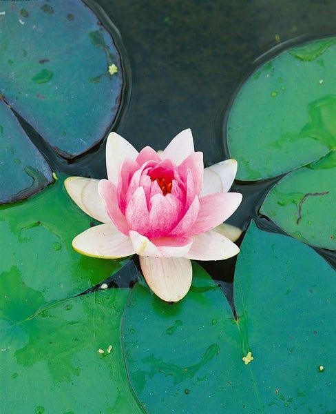Nymphaea x cult.'Fabiola', Seerose, rosa, ca. 11x11 cm Topf