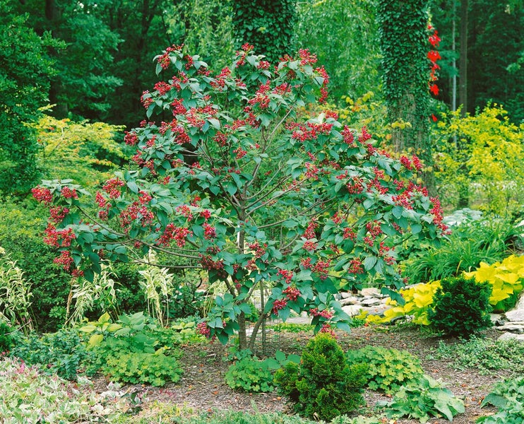 Clerodendrum trichotomum fargesii, Harlekinblume, 60–80 cm