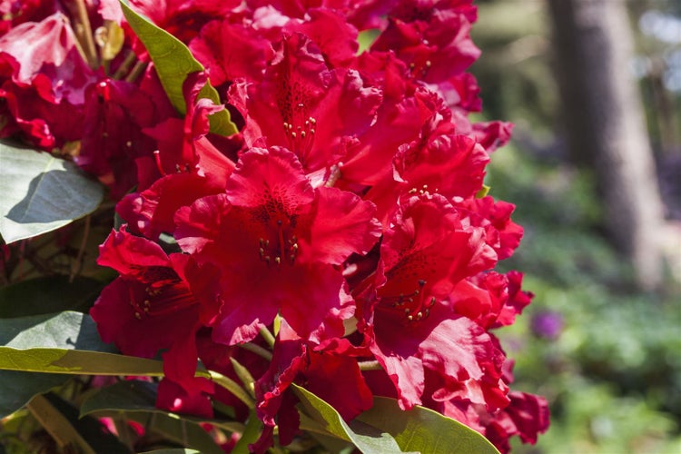 Rhododendron Hybr. 'Rabatz' -R-, INKARHO, rot, 30–40 cm