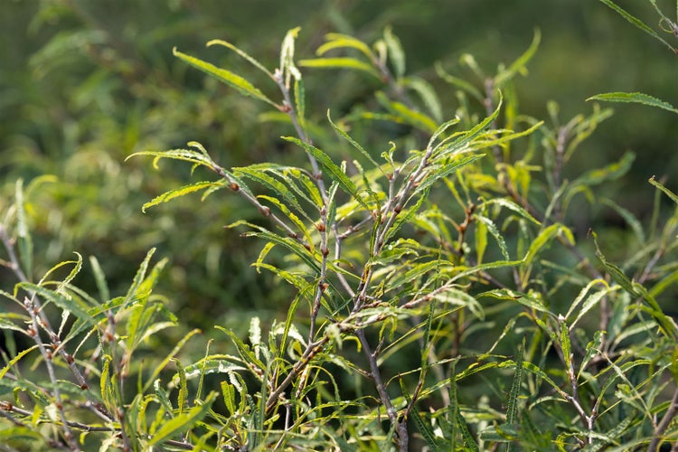Fagus sylvatica 'Mercedes', Rotbuche, 60–80 cm