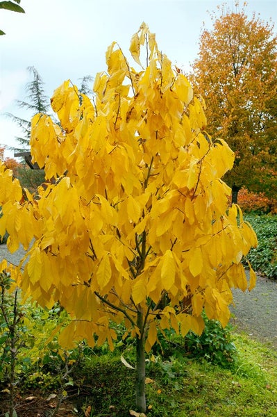 Asimina triloba, Indianerbanane, 40–60 cm