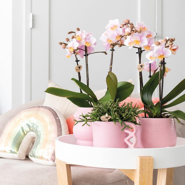 Kolibri Orchids COMBI DEAL von 2 Rosa Phalaenopsis Orchideen Andorra Topfgröße 9cm blühende Zimmerpflanze frisch vom Züchter