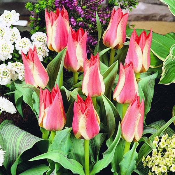 Gruppe von Tulpen mit spitz zulaufenden Blütenblättern im Beet