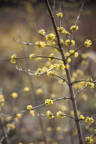 Cornus mas, Kornelkirsche, 40–60 cm, gelbe Blüten