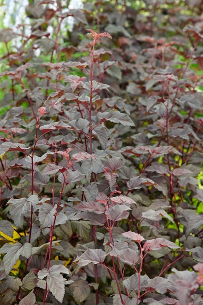 Physocarpus opulifolius 'Lady in Red', Blasenspiere, rotlaubig, 40–60 cm