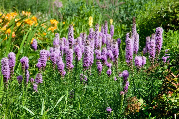 Liatris spicata 'Kobold', Prachtscharte, violett, ca. 9x9 cm Topf