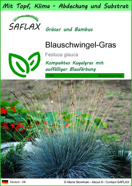 SAFLAX Garden to go - Blauschwingel-Gras - Festuca glauca - 50 Samen - Mit Topf, Klima - Deckel und Anzuchtsubstrat