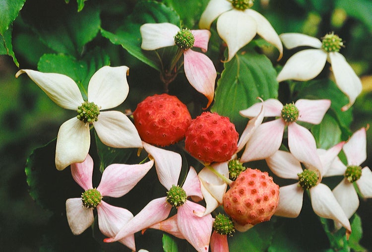 Cornus kousa chinensis, Chinesischer Blumen-Hartriegel, 60–80 cm