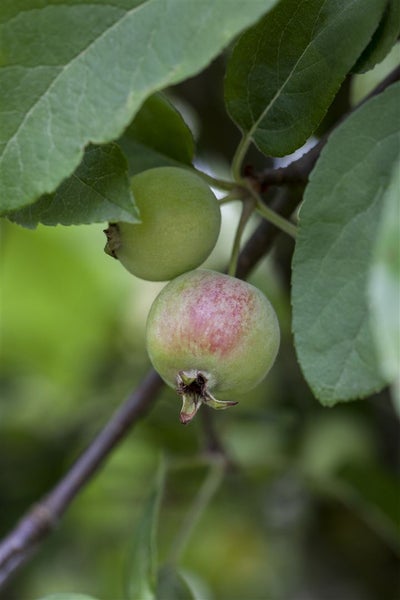 Malus 'Red Sentinel', Zierapfel, rote Früchte, 60–100 cm
