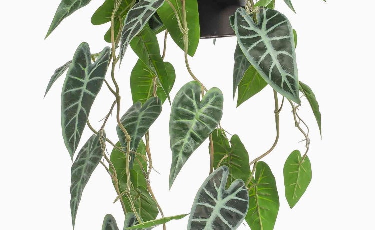 Künstliche Alocasia Hängepflanze mit dunkelgrünen herzförmigen Blättern und hellen Blattadern.