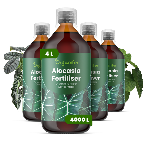 Organifer Alocasia Dünger, organisches Konzentrat, 4 Liter, für bis zu 4000 Liter Gießwasser.