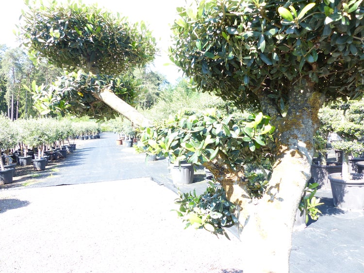 Olivenbaum 6 Pon Pon Bonsai Formgehölz Gartenbonsai Olea europaea Olive winterhart