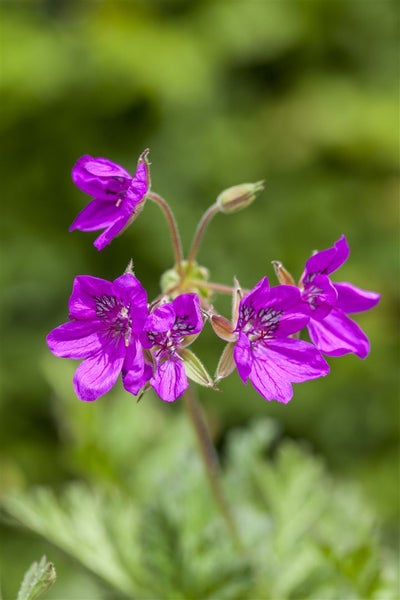 Erodium manescavii, Storchschnabel, rosa Blüten, ca. 9x9 cm Topf