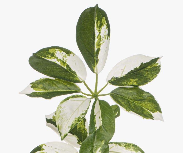 Künstliche Schefflera Blätter mit grün-weißer Panaschierung.