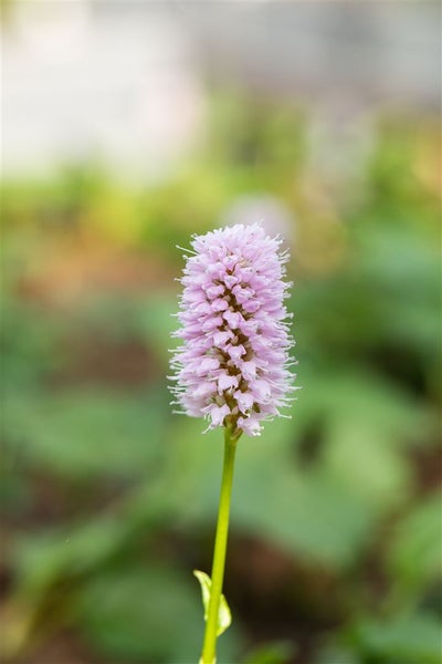 Bistorta affinis 'Superba', Teppichknöterich, rosa Blüten, ca. 9x9 cm Topf