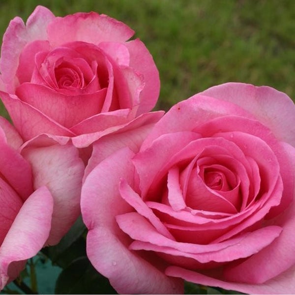 Nahaufnahme von zwei rosa Rosenblüten