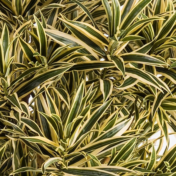 Nahaufnahme einer Dracaena Zimmerpflanze mit spitz zulaufenden, grün-gelb gemusterten Blättern.