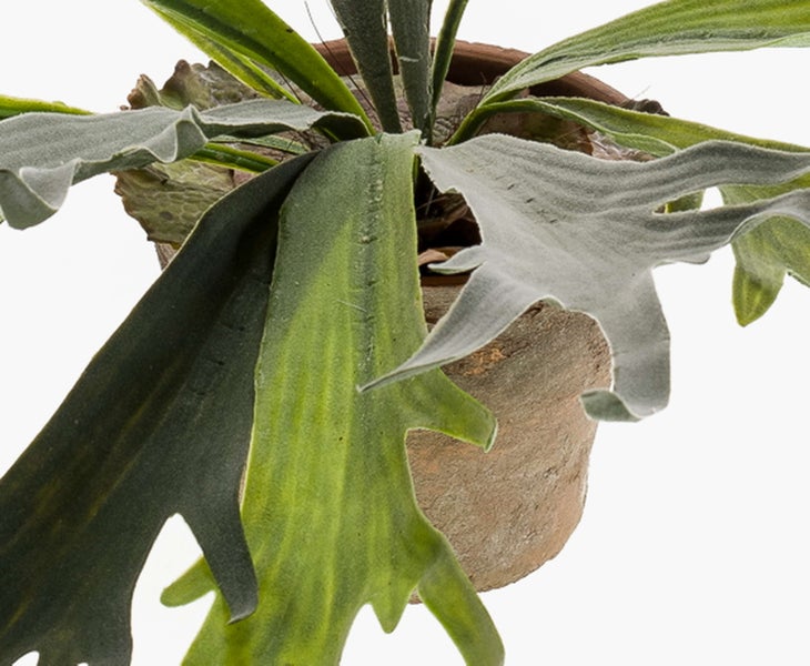 Geweihfarn mit geweihartigen Blättern im rustikalen Tontopf.