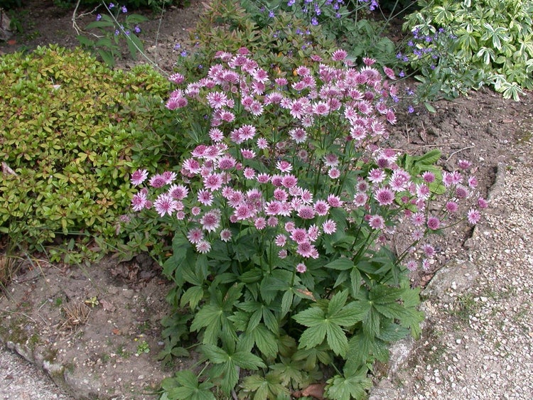 Astrantia major, Sterndolde, rosa, ca. 9x9 cm Topf