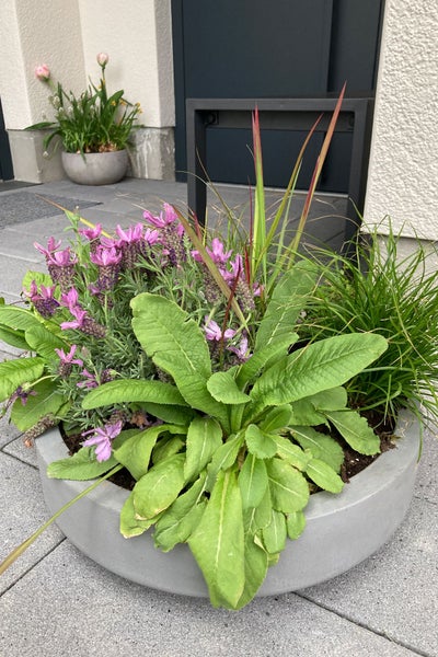 Runder grauer Pflanzkübel mit Lavendel, Ziergras und grünen Blattpflanzen auf einer gepflasterten Fläche im Außenbereich.